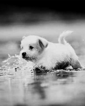 15418_background.gif